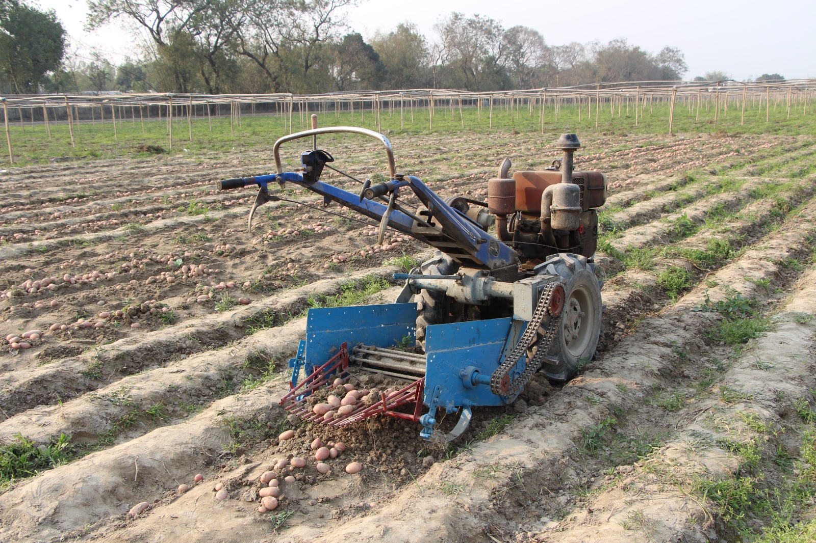 BARI Potato Harvester